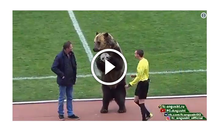 HIT! Niedźwiedź daje piłkę sędziemu i... zachęca kibiców do dopingu! [VIDEO]