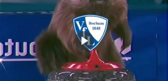 VfL Bochum po POKONANIU Hoffenheim na Tik Toku XD [VIDEO]